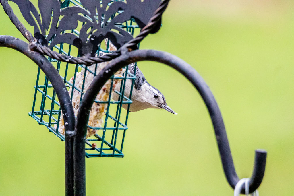 Backyard Birds NH-1895.jpg